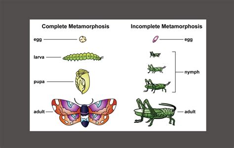 4 types of metamorphosis.